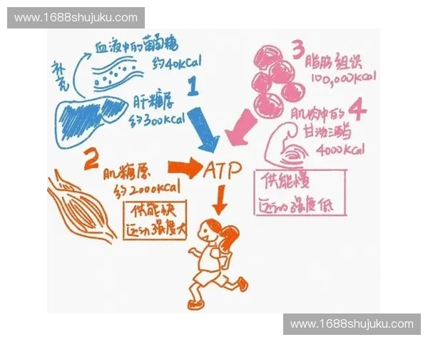 无氧训练对提高肌肉力量与耐力的科学研究与实践应用分析 无氧训练对提高肌肉力量与耐力的科学研究与实践应用分析